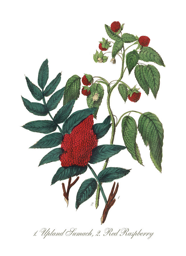 Victorian Botanical Illustration Of #5 Digital Art by Bauhaus1000