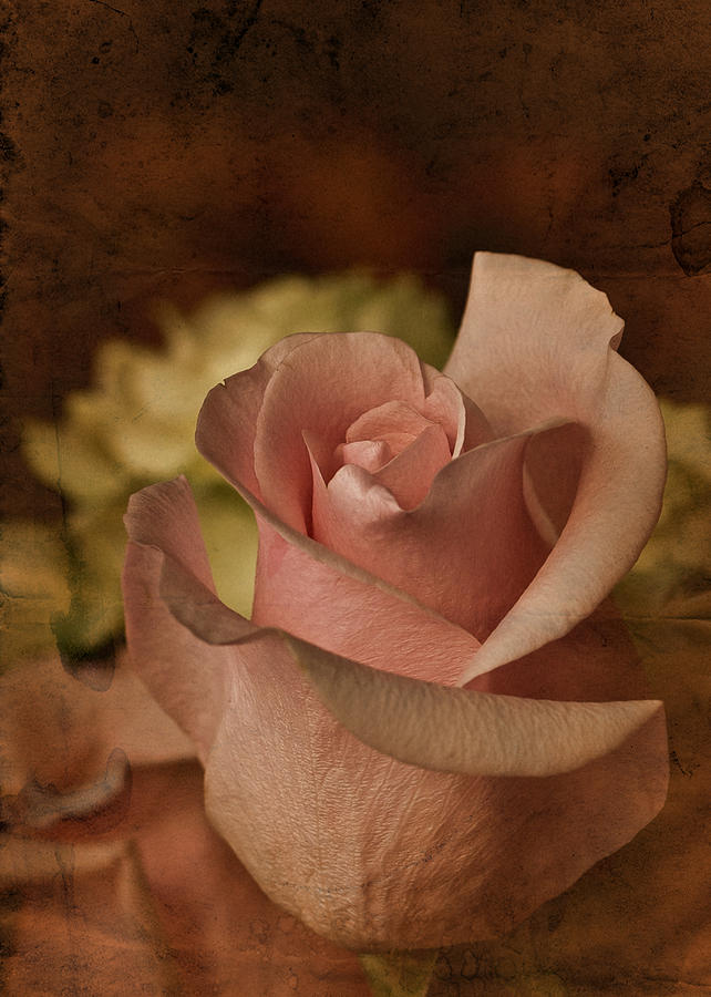 Vintage Pink Rose Photograph by Richard Cummings