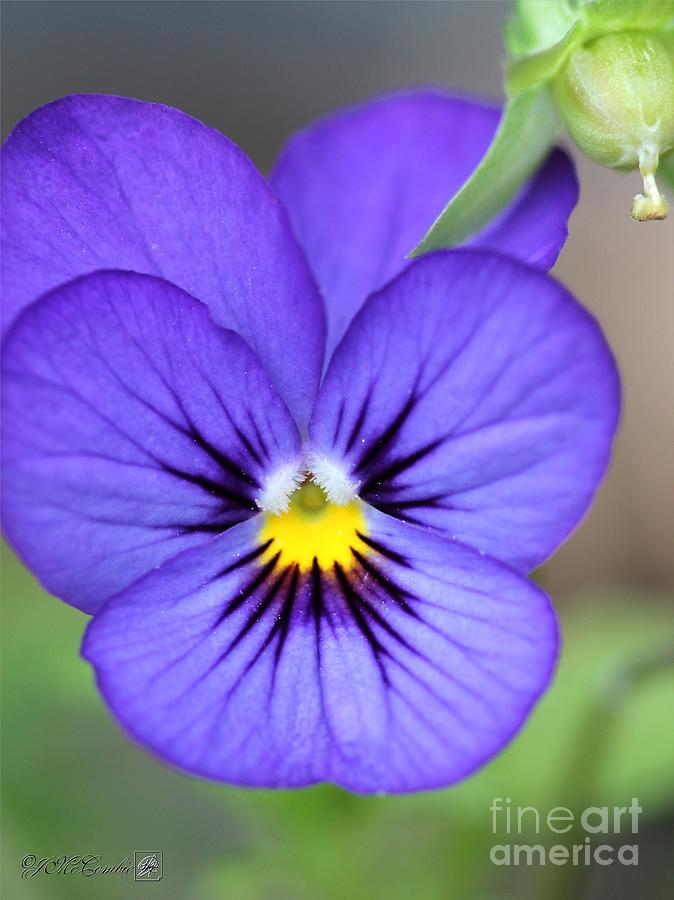 Flower Photograph - Viola named Sorbet Blue Heaven Jump-Up #5 by J McCombie