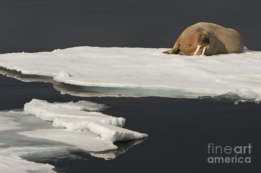 Walrus On Ice Floe #5 Photograph by John Shaw