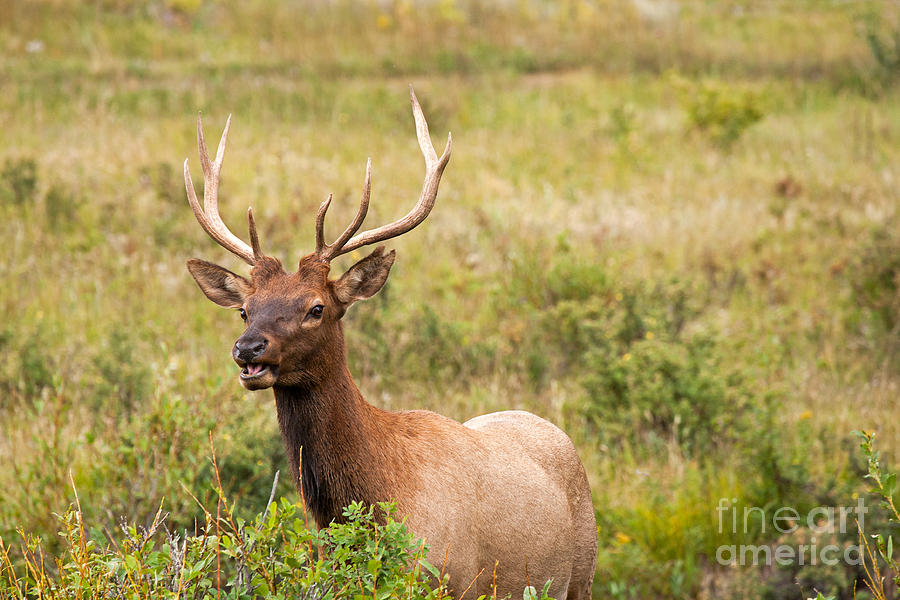 Wapiti Elk in Rocky Mountain National Park #5 Photograph by Fred Stearns
