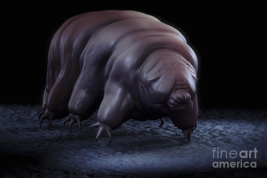 Water Bear Tardigrades #5 Photograph by Science Picture Co