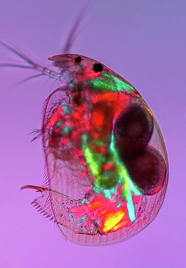 Nature Photograph - Water Flea #5 by Marek Mis