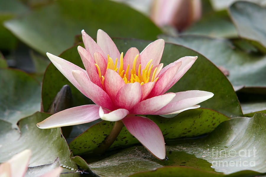 Lily Photograph - Waterlily #5 by Michal Boubin