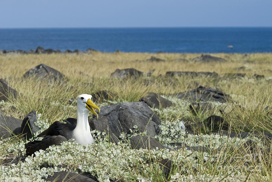 Waved Albatross #5 Photograph by William H. Mullins