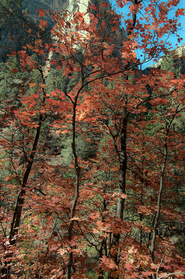 West Fork Fall Color #1 Photograph by Tam Ryan