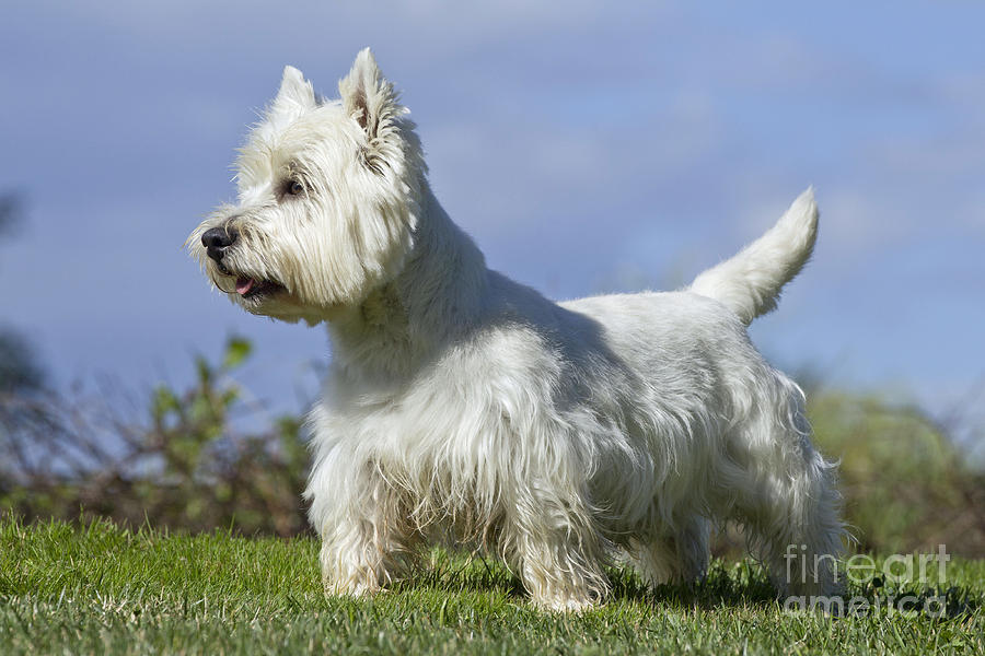West Highland White Terrier #5 Photograph by Jean-Michel Labat