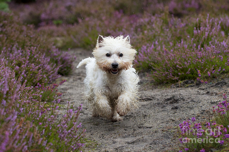 West Highland White Terrier #5 Photograph by John Daniels