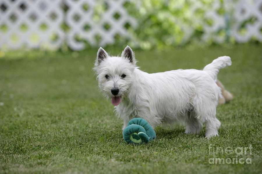 West Highland White Terrier #5 Photograph by Rolf Kopfle