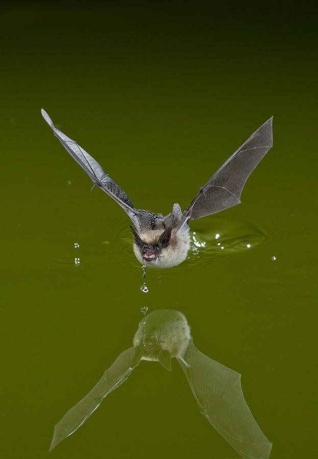 Western Long-eared Bat #5 Photograph by Anthony Mercieca