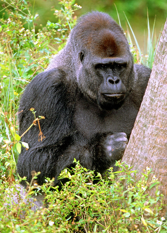 western lowland gorilla behavior