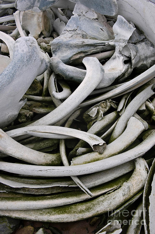 Whale Bones #5 Photograph by John Shaw