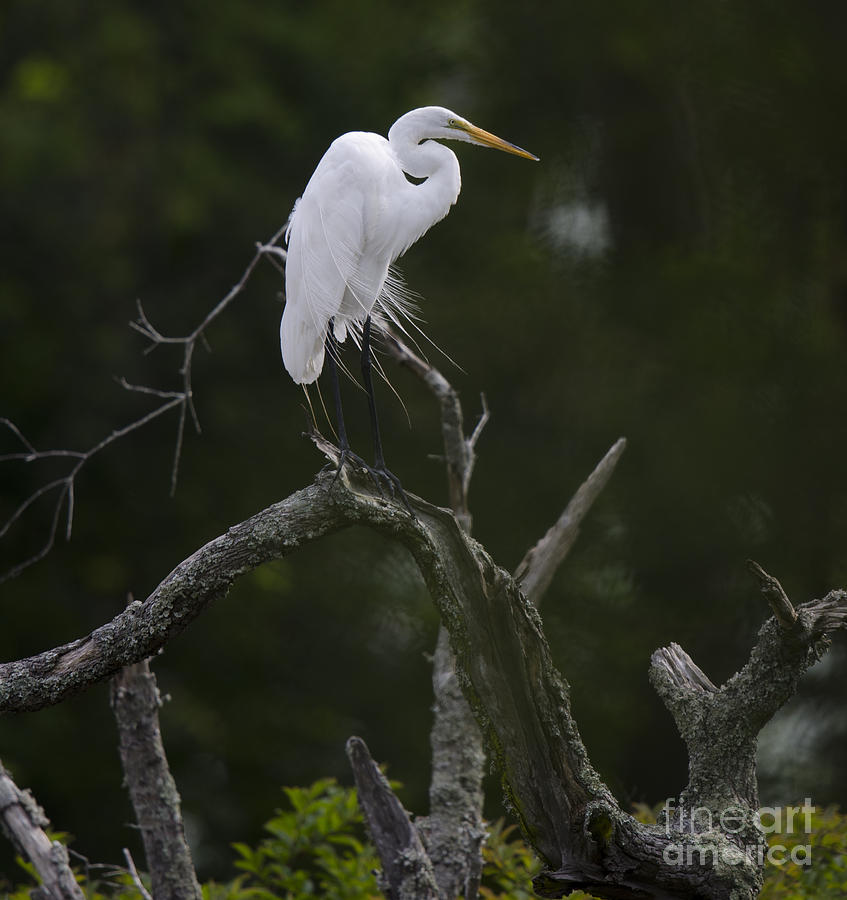 White Heron On Lookout Photograph