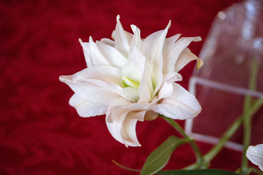 White Lilly #5 Photograph by Susan Jensen