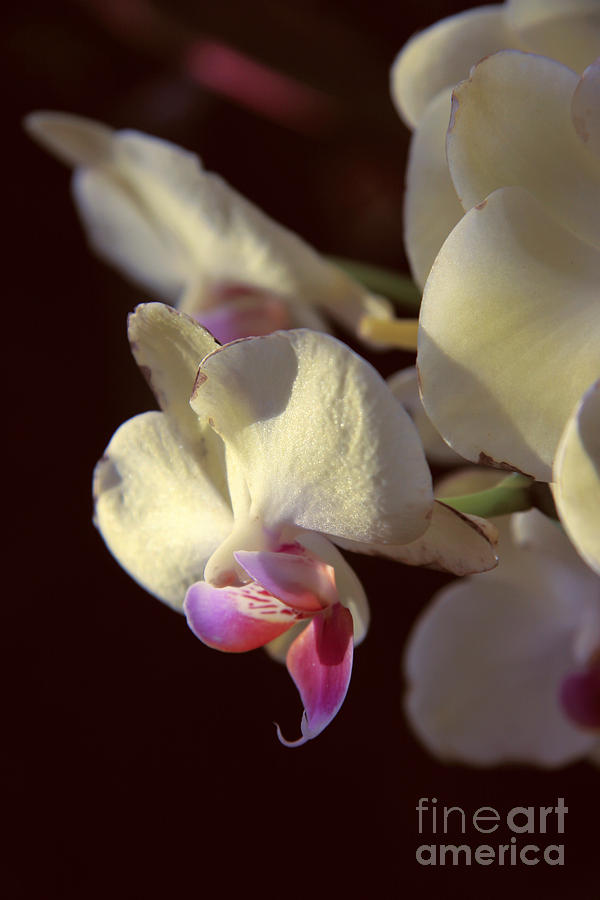 Orchid Photograph - White orchid #3 by Lali Kacharava