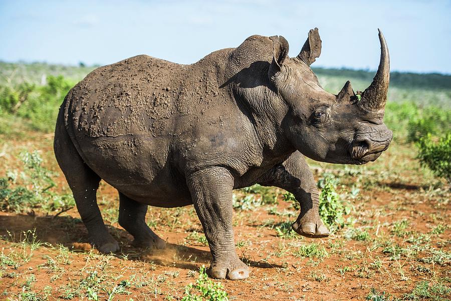 White Rhino #5 Photograph by Peter Chadwick/science Photo Library