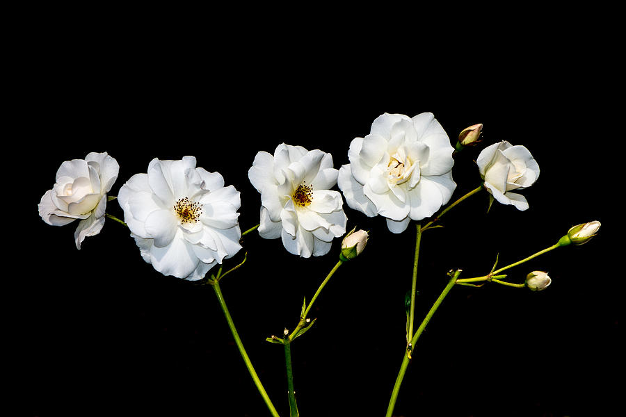 5 White Roses On Black Photograph by Matthias Hauser