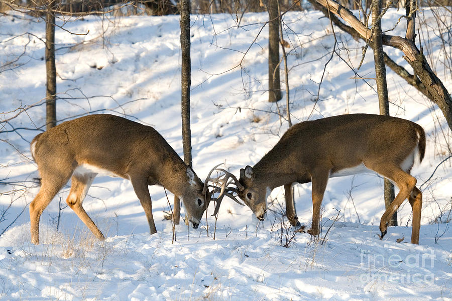 White-tailed Deer Sparring Photograph by Linda Freshwaters Arndt