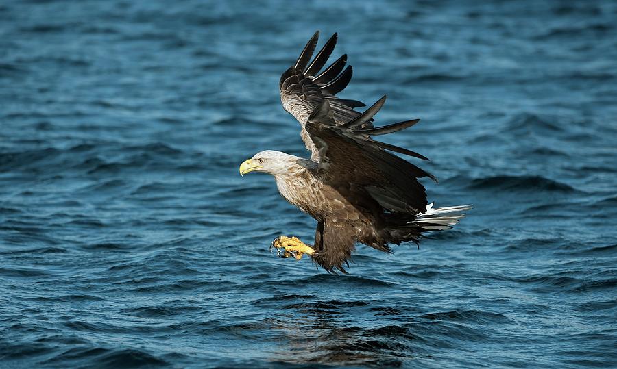 White-tailed Eagle Hunting #5 Photograph by Dr P. Marazzi/science Photo Library