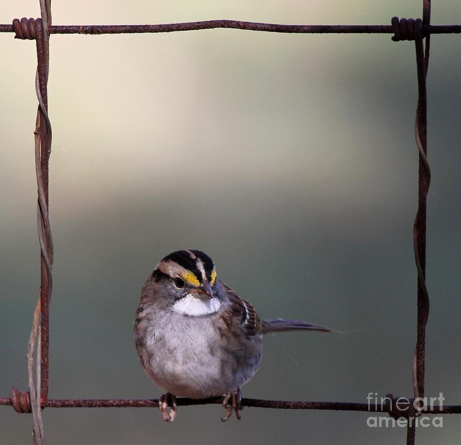 White-throated Sparrow #5 Photograph by Jack R Brock