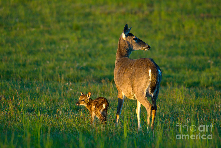 Whitetail Deer With Young #5 Photograph by Mark Newman