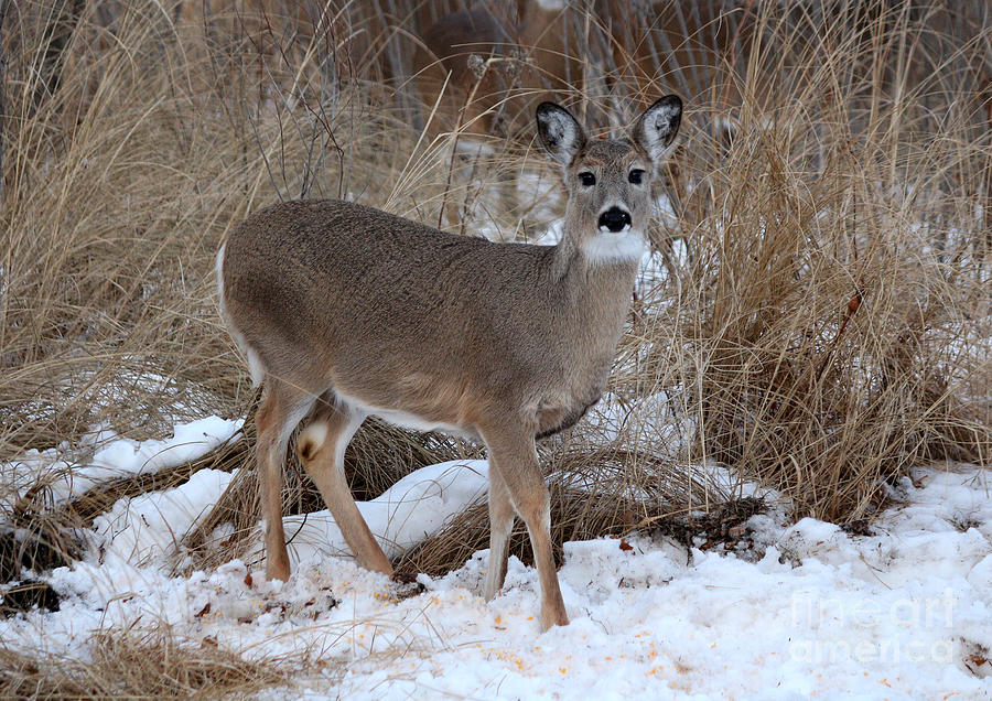 Deer Photograph - Whitetail #5 by Lori Tordsen