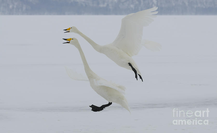 Swan Photograph - Whooper Swan #5 by John Shaw