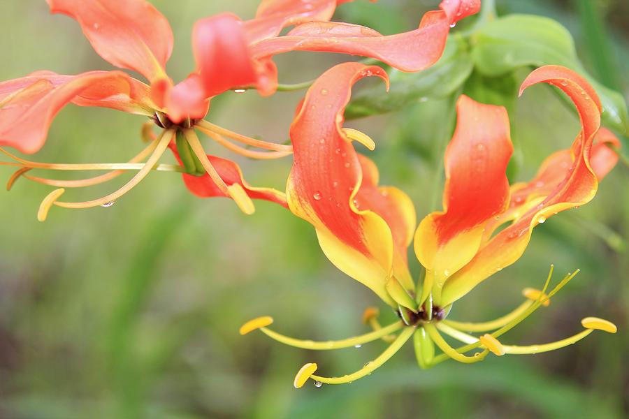 Wild Flowers - Fire Lily Photograph