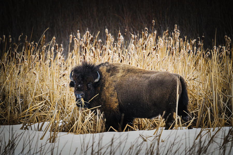 Wild Plains Bison Photograph