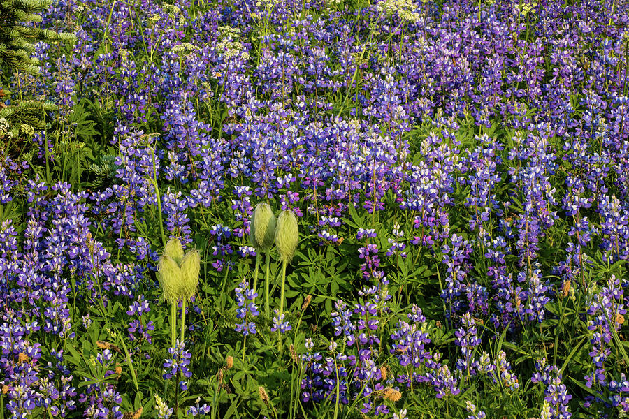 Mount Rainier National Park Photograph - Wildflowers In A Field, Mount Rainier #5 by Panoramic Images
