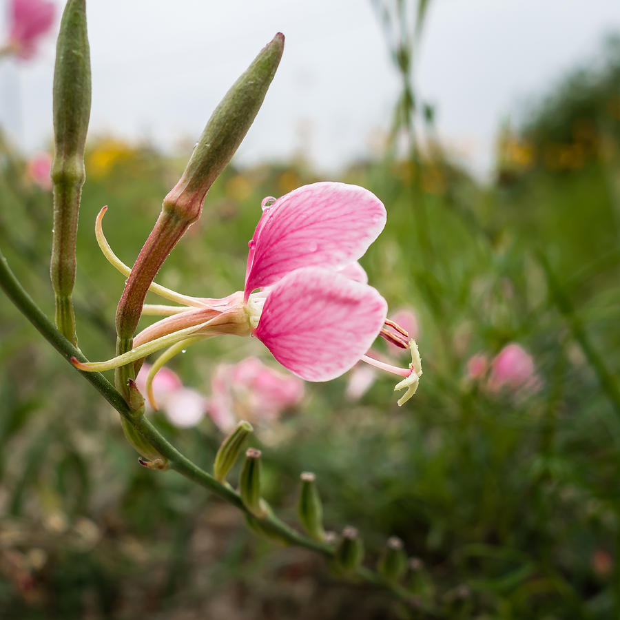 Delicate Pink Wildflowers Photograph by Melinda Ledsome