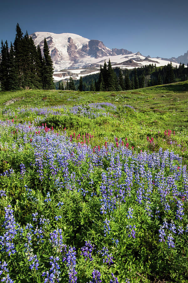 Wildflowers On A Hill With Mountain #5 Photograph by Panoramic Images