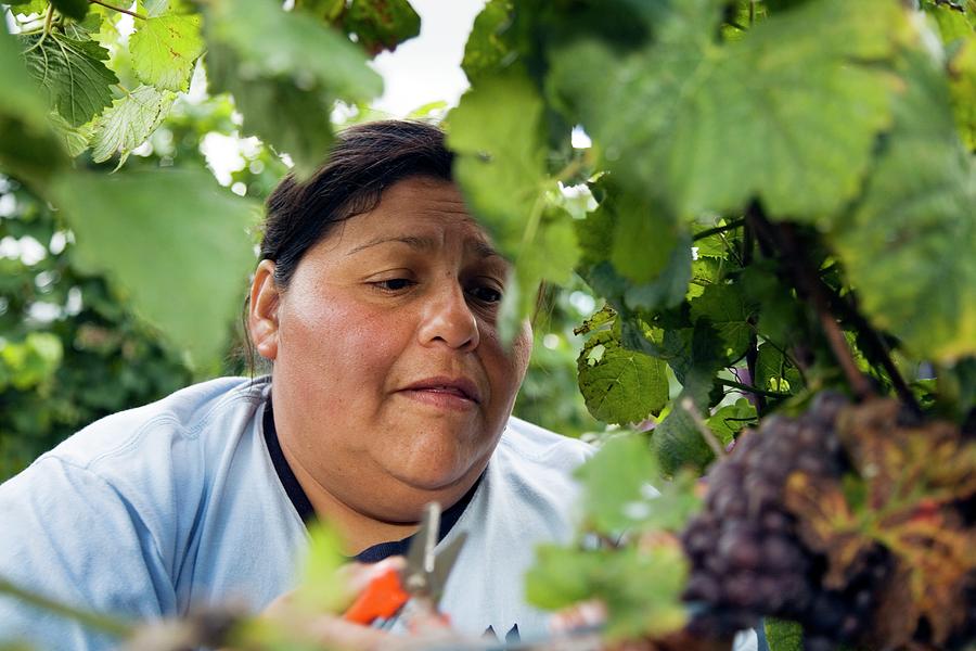 Wine Photograph - Wine Grape Harvest #5 by Jim West