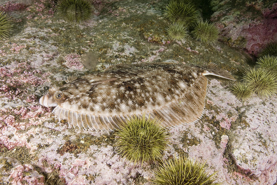 Winter Flounder #5 Photograph by Andrew J. Martinez