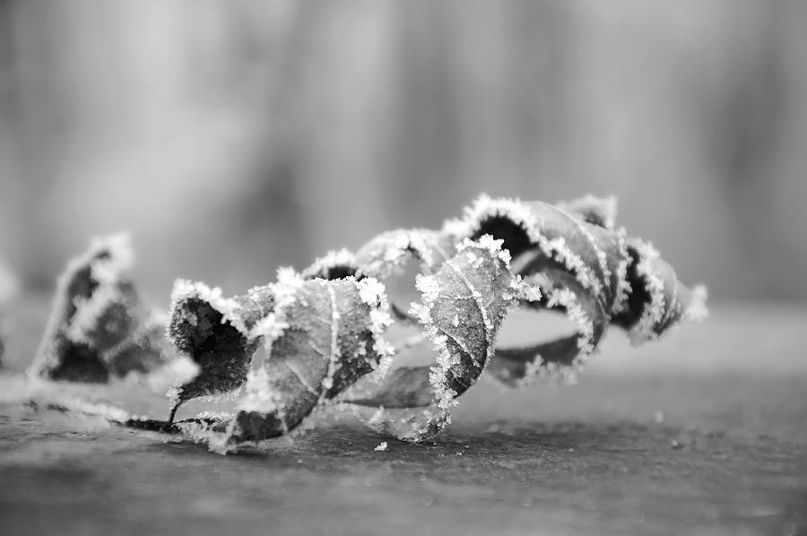 Winter Photograph - Winter Frost #7 by Sabina  Horvat