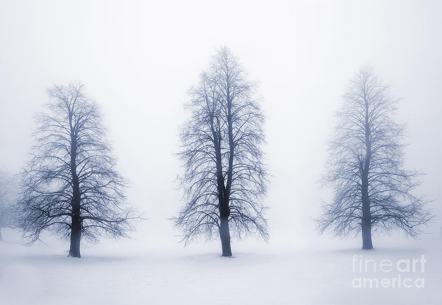 Trees Photograph - Winter trees in fog 5 by Elena Elisseeva
