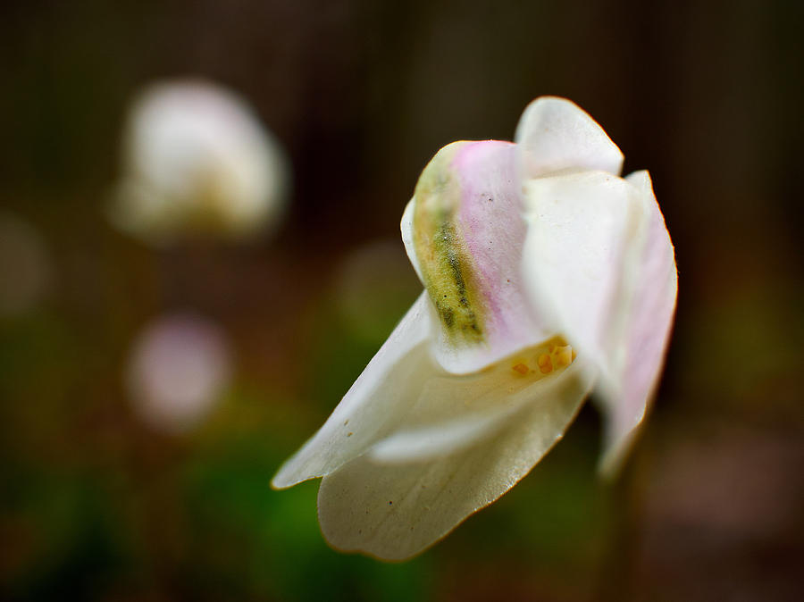 Wood anemone #5 Photograph by Jouko Lehto