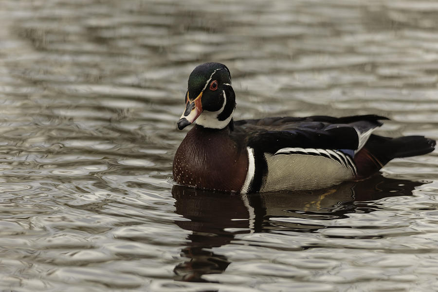 Wood Duck #5 Photograph by Josef Pittner