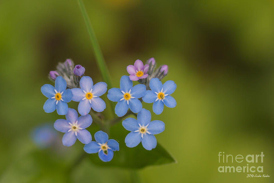 Wood Forget-me-not #5 Photograph by Jivko Nakev