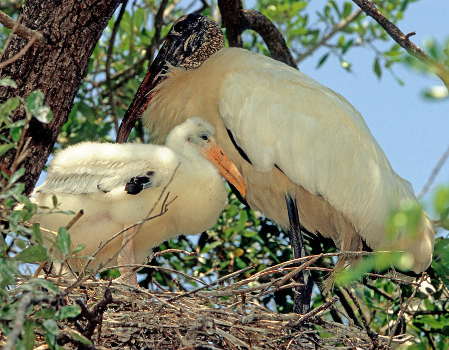 Wood Stork In Nest With Young #5 Photograph by Millard H. Sharp