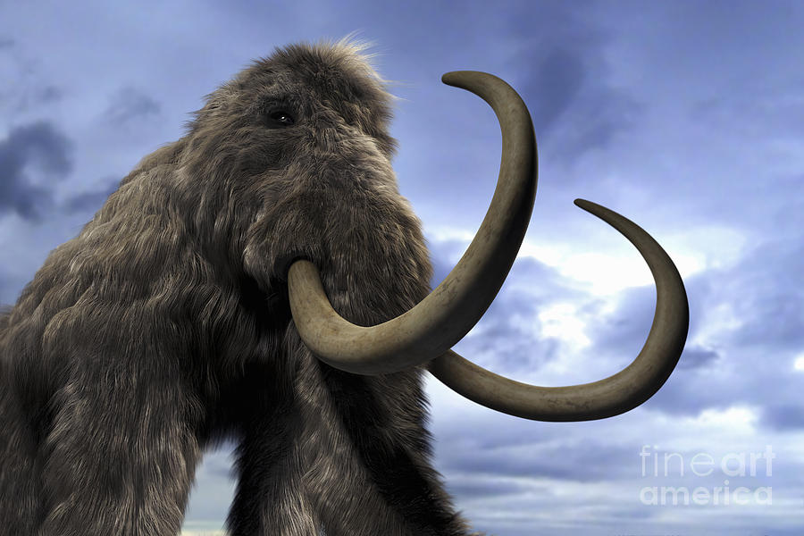 Woolly Mammoth #5 Photograph by Science Picture Co