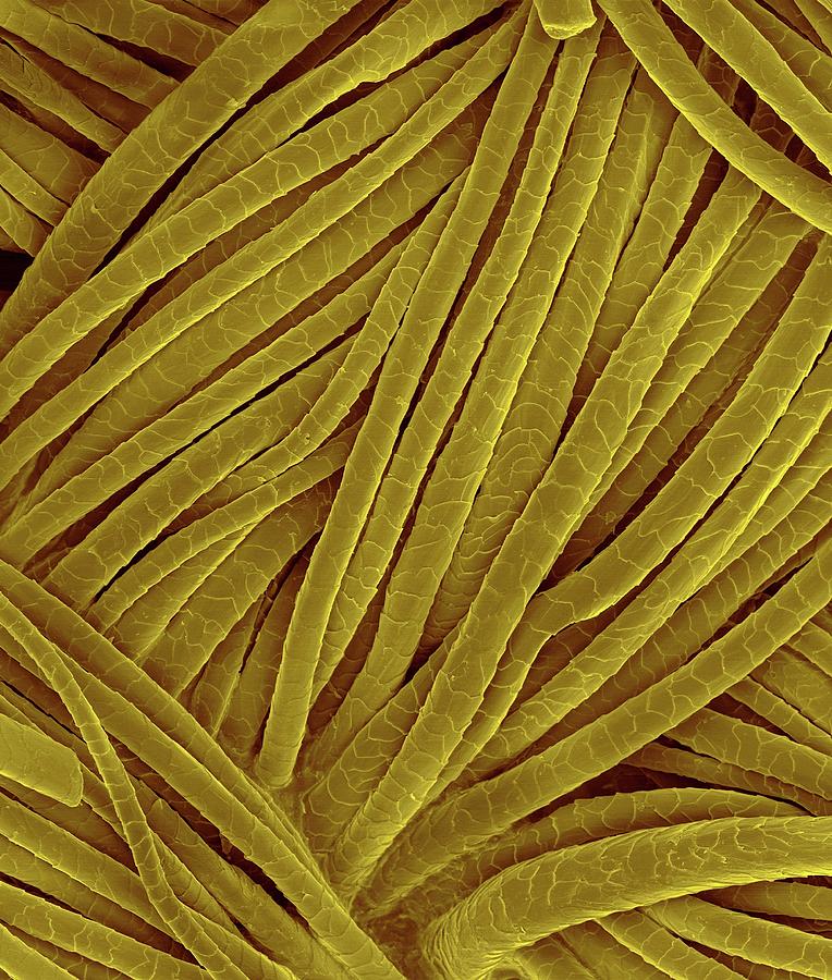 Woven Wool Fabric #5 Photograph by Science Photo Library Woven Wool Fabric #5 Photograph by Science Photo Library