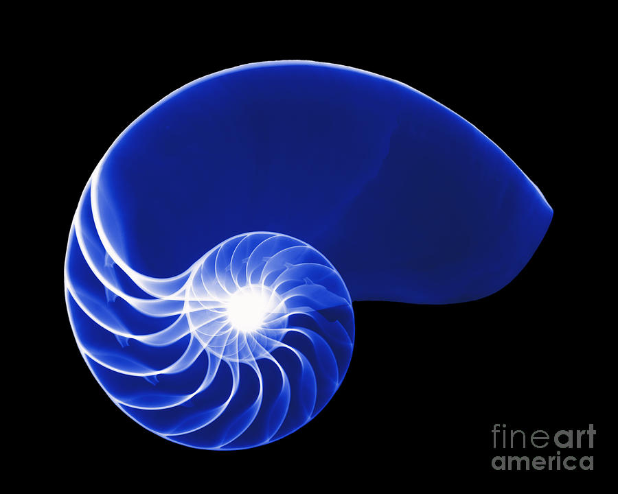 Shell Photograph - X-ray Of Nautilus #9 by Bert Myers