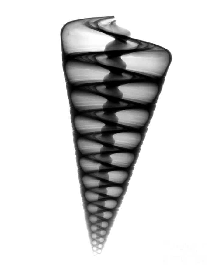 Shell Photograph - X-ray Of Top Shell #5 by Bert Myers