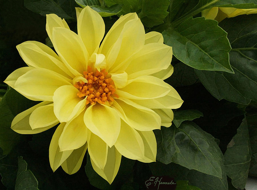 Flower Painting - Yellow Dahlia by Ellen Henneke