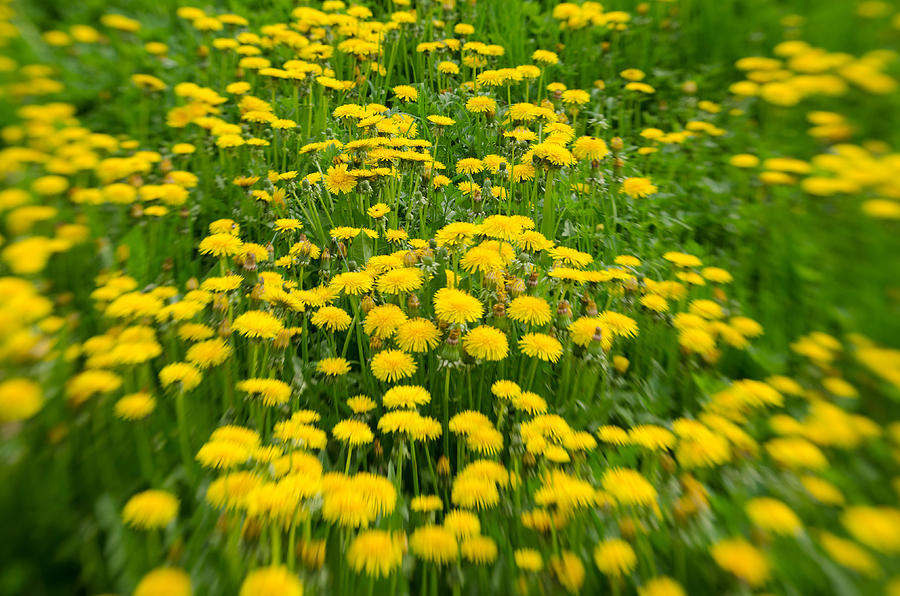 Yellow dandelions #5 Photograph by Michael Goyberg