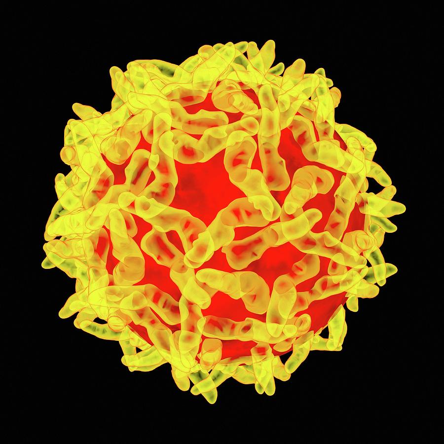 yellow fever virus 3d model