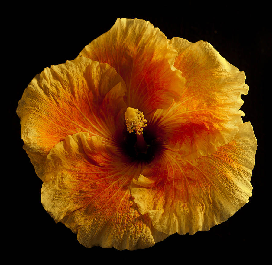 Yellow Hibiscus #5 Photograph by Craig Watanabe