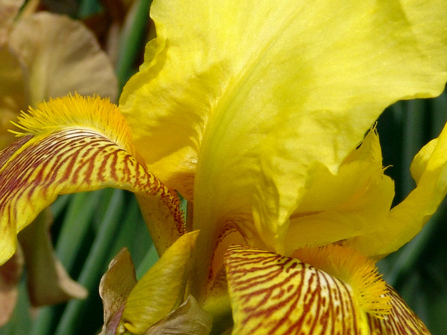 Iris Photograph - Yellow Iris #5 by David Hohmann