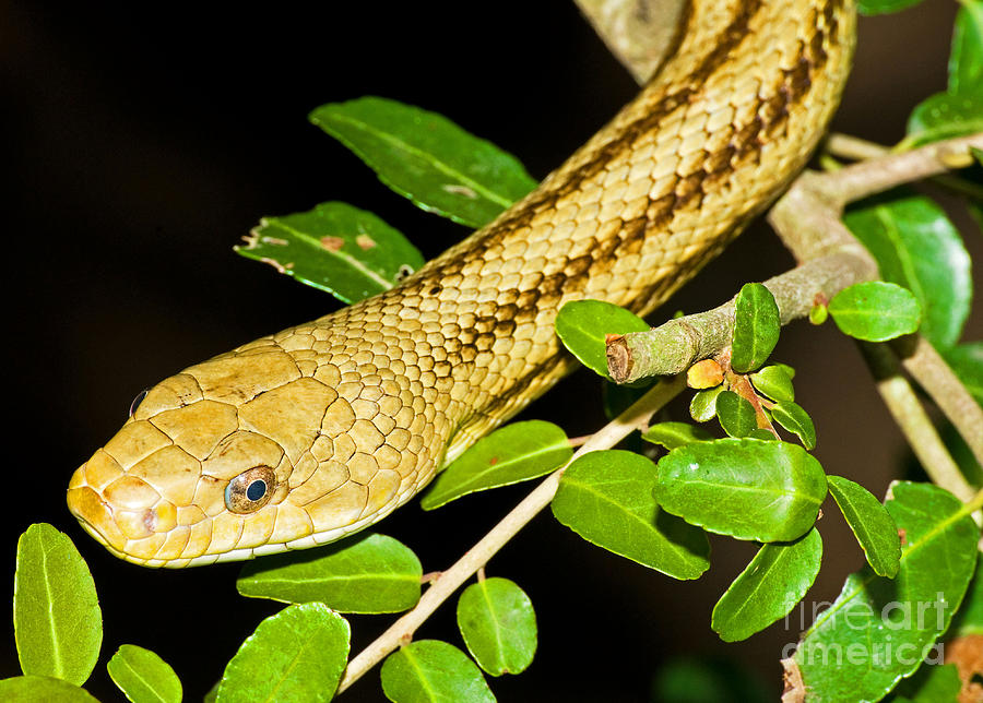 Yellow Rat Snake #5 Photograph by Millard H. Sharp